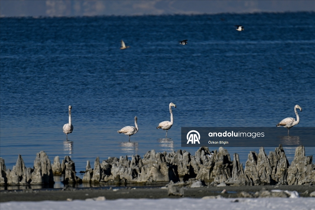 Van Gölü'nün misafirlerine kar sürprizi