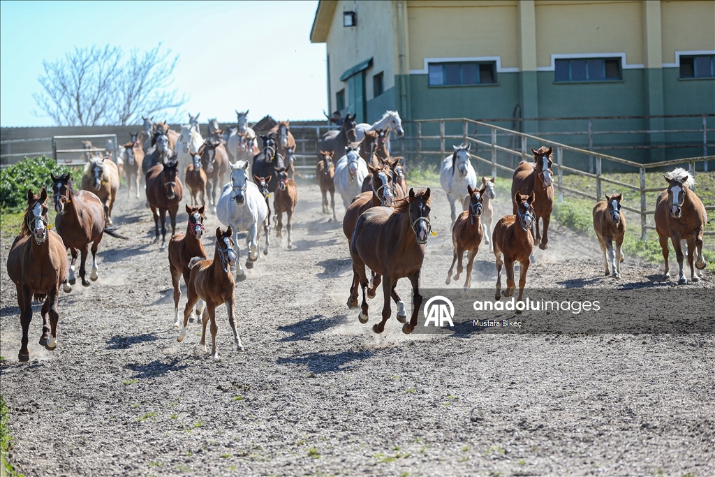 Champion candidate foals born at the TIGEM stud farm in Turkiye's Bursa