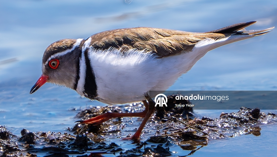Rare bird species recorded in Turkiye's Gaziantep 