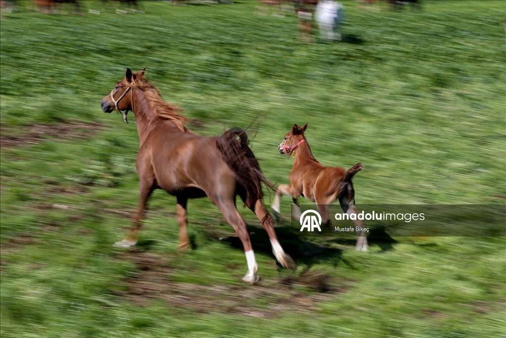 Champion candidate foals born at the TIGEM stud farm in Turkiye's Bursa