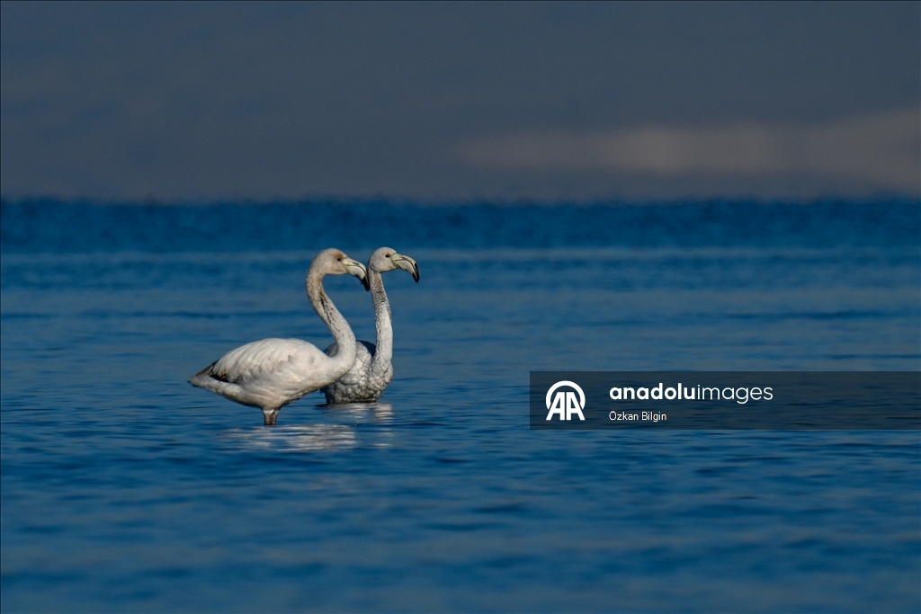 Снежный сюрприз для гостей озера Ван