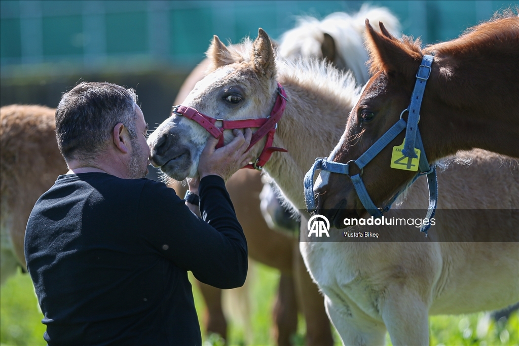 Champion candidate foals born at the TIGEM stud farm in Turkiye's Bursa