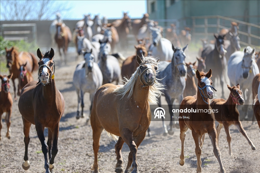 Champion candidate foals born at the TIGEM stud farm in Turkiye's Bursa