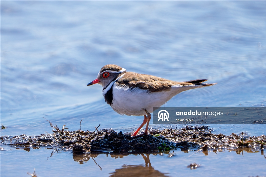 Rare bird species recorded in Turkiye's Gaziantep 