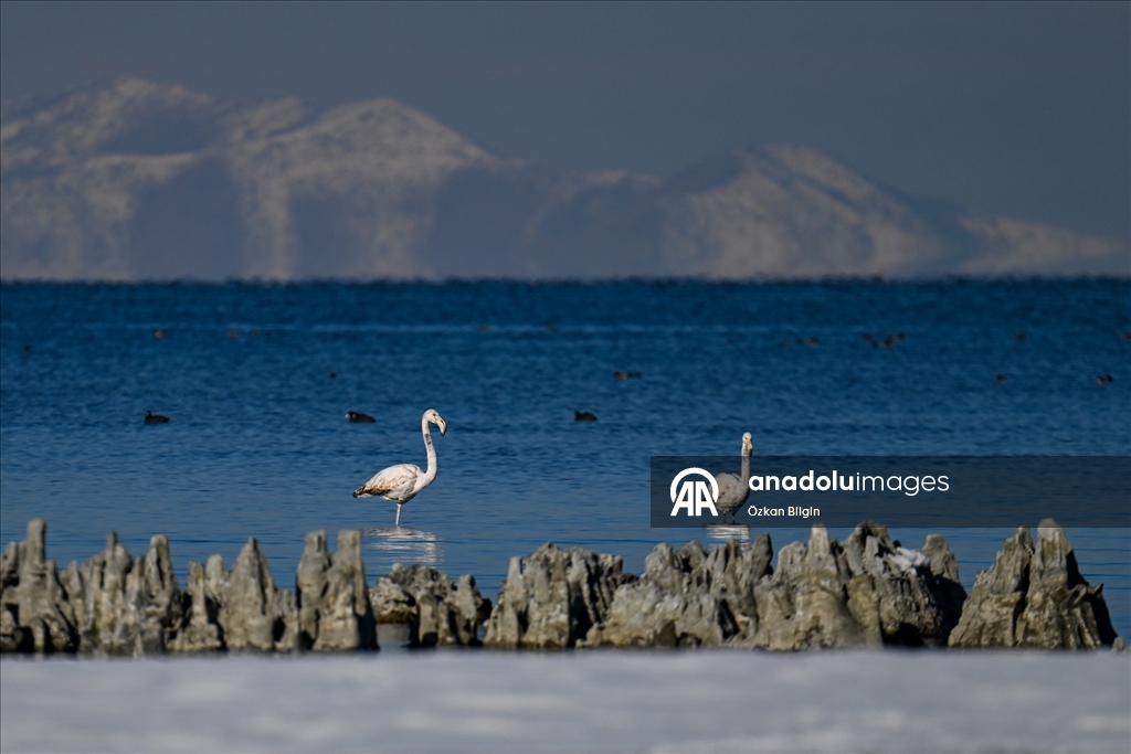 Van Gölü'nün misafirlerine kar sürprizi