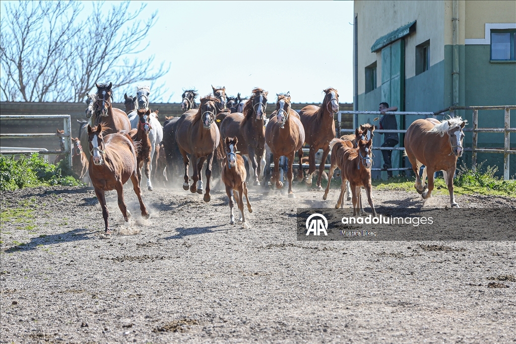 Champion candidate foals born at the TIGEM stud farm in Turkiye's Bursa