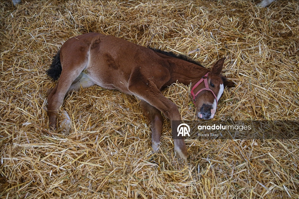 Champion candidate foals born at the TIGEM stud farm in Turkiye's Bursa