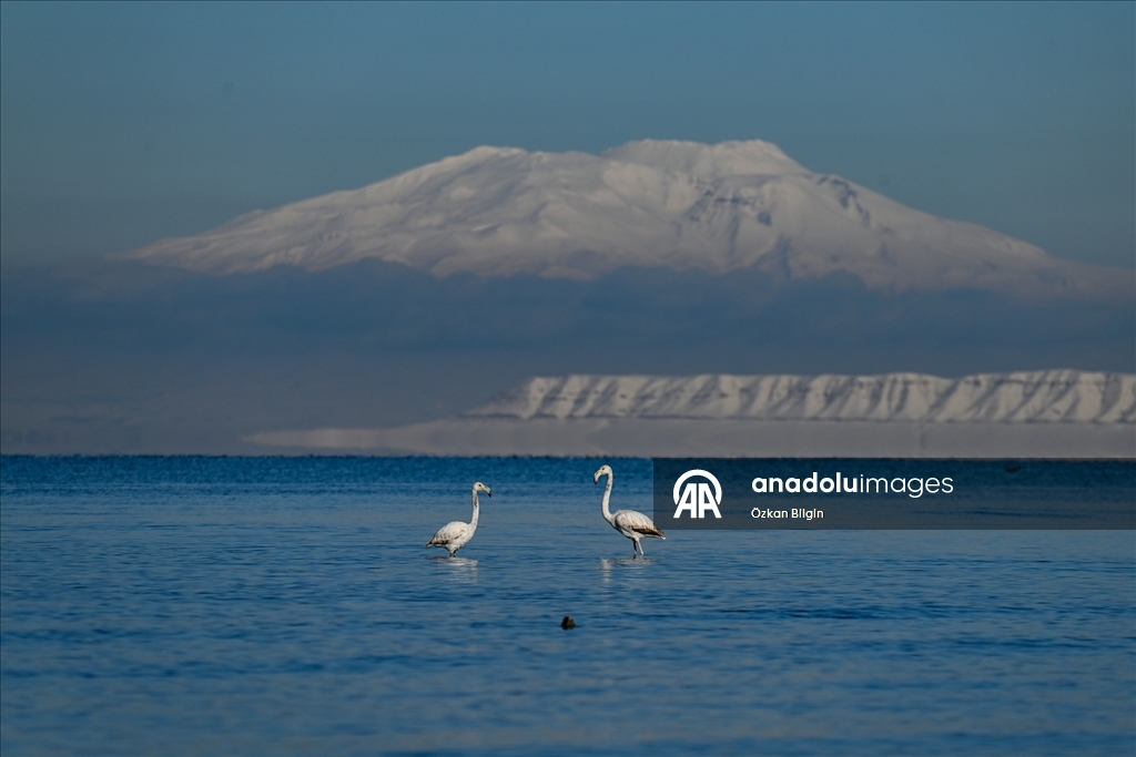 Van Gölü'nün misafirlerine kar sürprizi