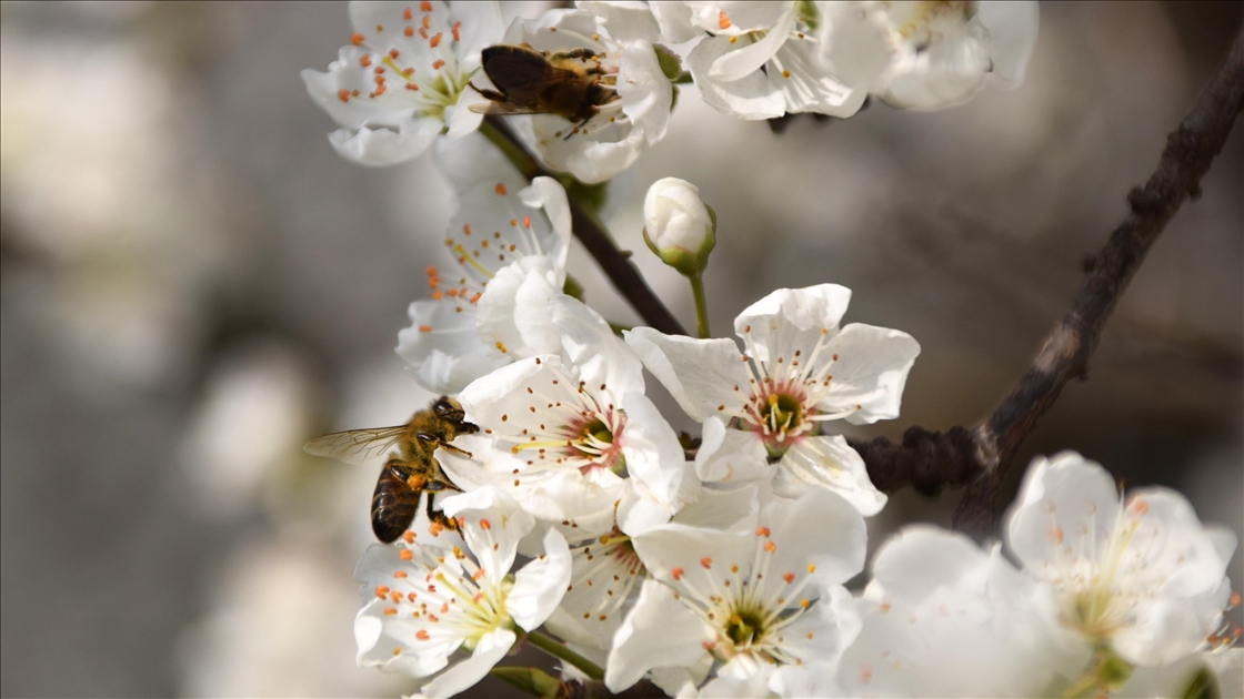 Gediz Ovası'ndaki meyve ağaçları çiçek açtı