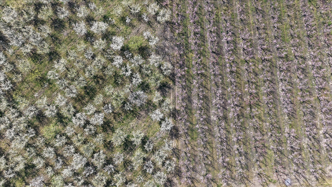 Gediz Ovası'ndaki meyve ağaçları çiçek açtı