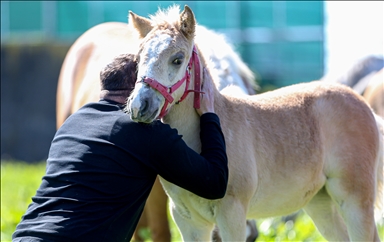 Champion candidate foals born at the TIGEM stud farm in Turkiye's Bursa