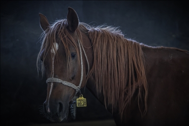 Bursa'daki TİGEM harasında şampiyon adayı taylar dünyaya gözlerini açıyor