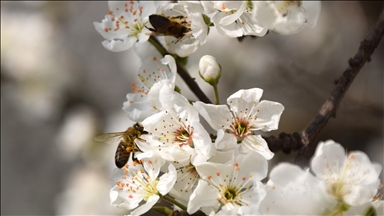 Gediz Ovası'ndaki meyve ağaçları çiçek açtı