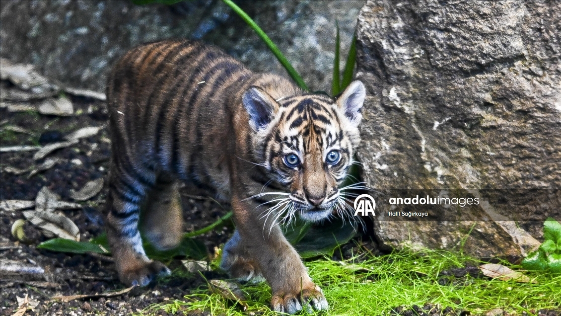 Berlin’de dünyaya gelen yavru Sumatra kaplanı Lilly ilk kez görüntülendi
