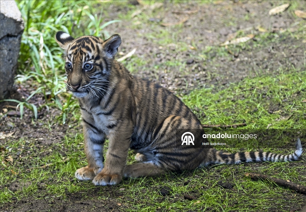 Berlin’de dünyaya gelen yavru Sumatra kaplanı Lilly ilk kez görüntülendi