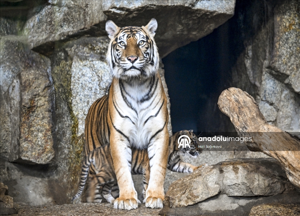 Berlin’de dünyaya gelen yavru Sumatra kaplanı Lilly ilk kez görüntülendi