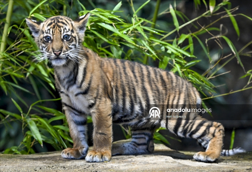 Berlin’de dünyaya gelen yavru Sumatra kaplanı Lilly ilk kez görüntülendi
