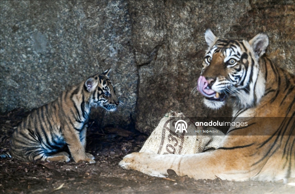 Berlin’de dünyaya gelen yavru Sumatra kaplanı Lilly ilk kez görüntülendi