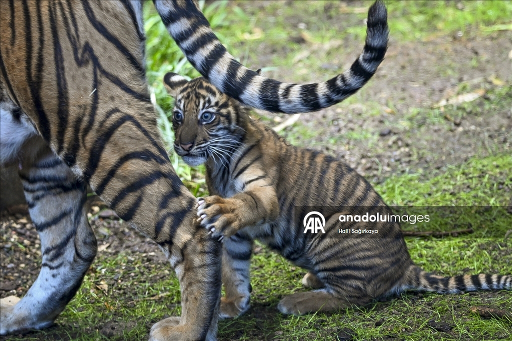 Berlin’de dünyaya gelen yavru Sumatra kaplanı Lilly ilk kez görüntülendi