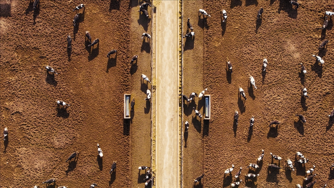 Avrupa'nın en büyük robotlu ve otonom çiftliği hayvancılığı yerli teknolojiyle birleştiriyor