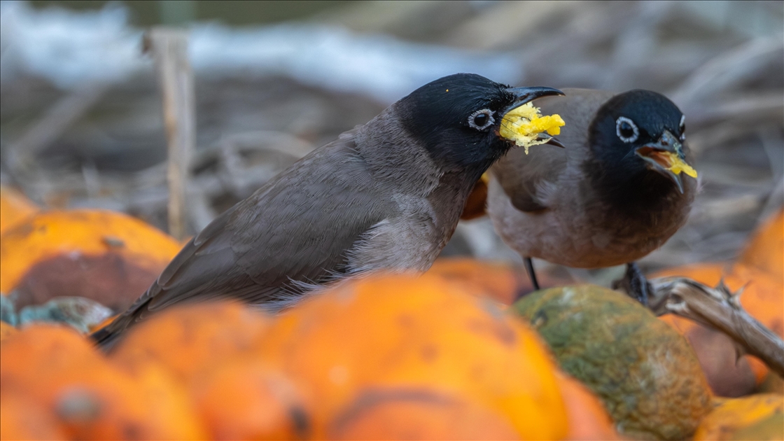 Adana'da ağaçlardan düşen narenciyelerle beslenen Arap bülbülleri görüntülendi