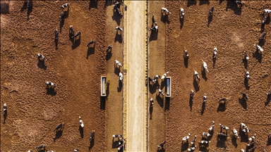 Avrupa'nın en büyük robotlu ve otonom çiftliği hayvancılığı yerli teknolojiyle birleştiriyor