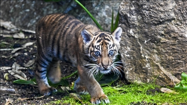 Berlin’de dünyaya gelen yavru Sumatra kaplanı Lilly ilk kez görüntülendi