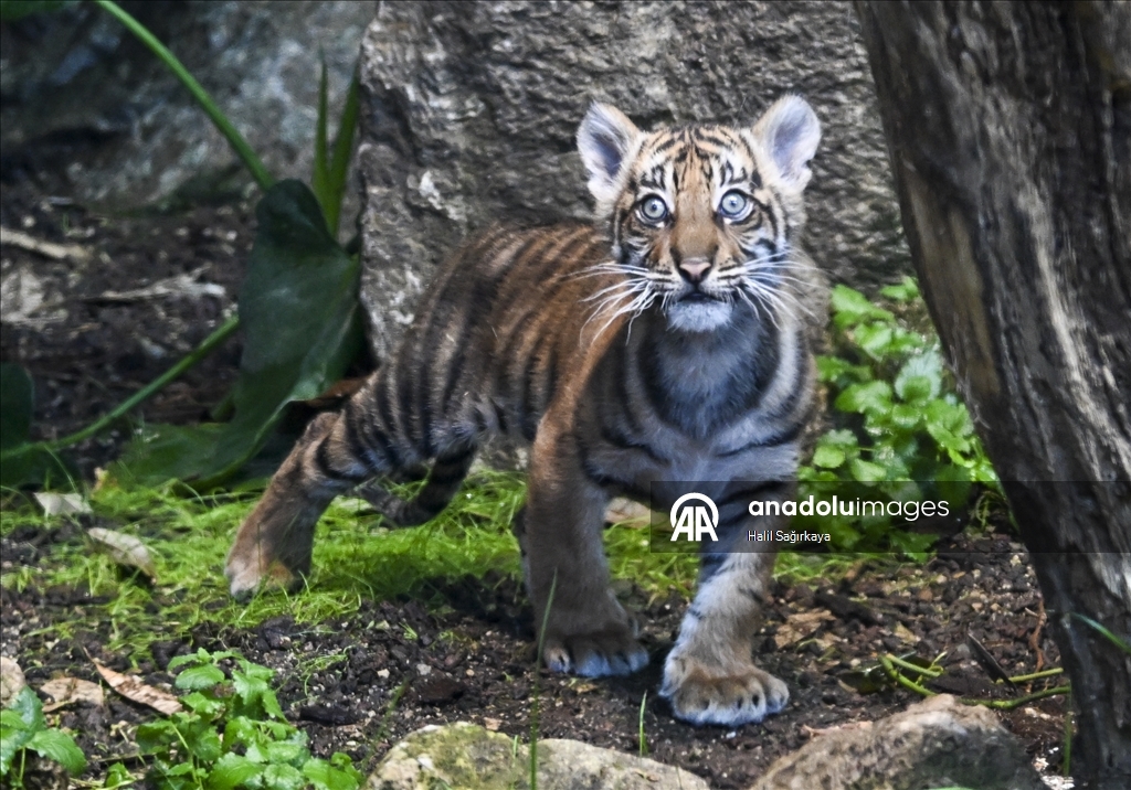 В Берлине впервые показан детеныш суматранского тигра Лилли