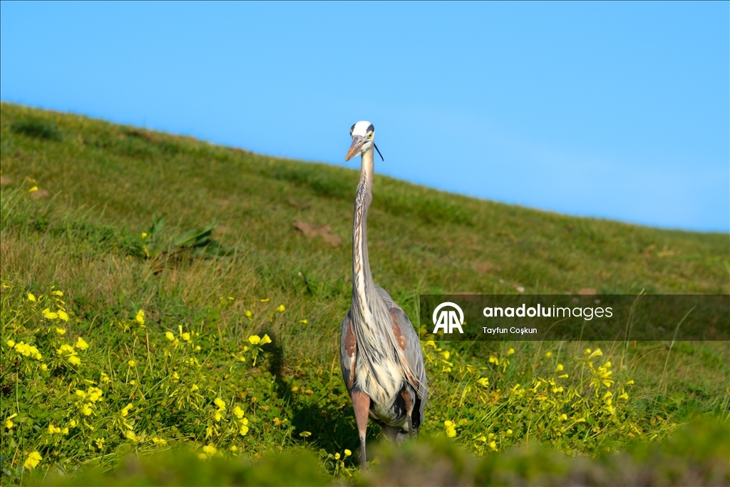 Гольф-кар замечен на закате у побережья в Халф-Мун-Бей