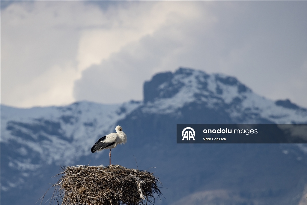 Baharın müjdecisi leylekler Tunceli'deki köylerde bulunan yuvalarına dönmeye başladı