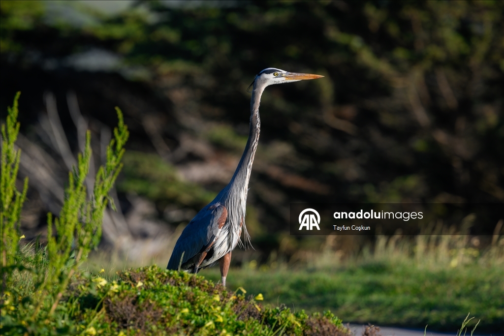 ABD’nin California eyaletine bağlı Half Moon Bay