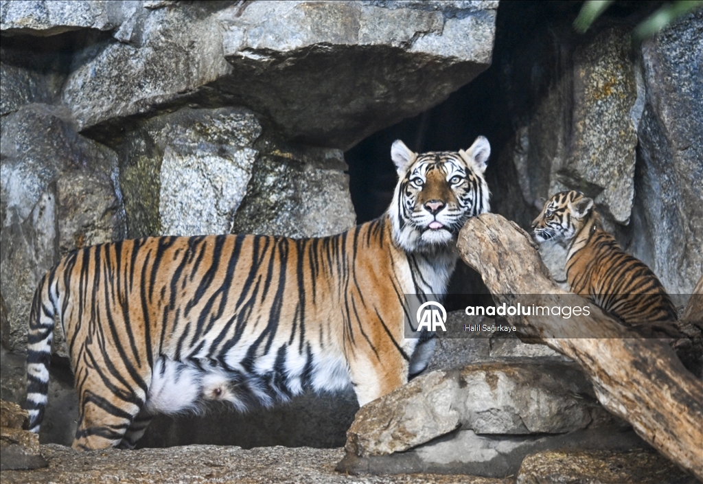 В Берлине впервые показан детеныш суматранского тигра Лилли