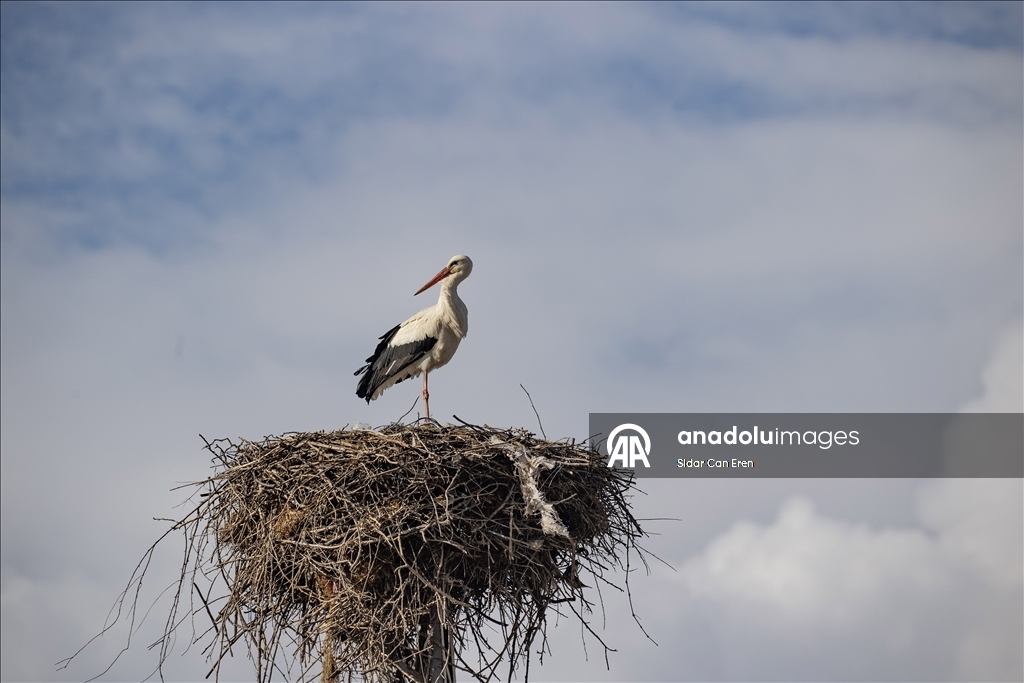 Baharın müjdecisi leylekler Tunceli'deki köylerde bulunan yuvalarına dönmeye başladı