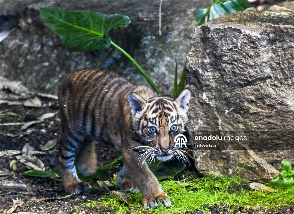 В Берлине впервые показан детеныш суматранского тигра Лилли
