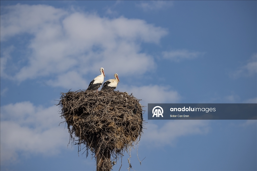 Baharın müjdecisi leylekler Tunceli'deki köylerde bulunan yuvalarına dönmeye başladı