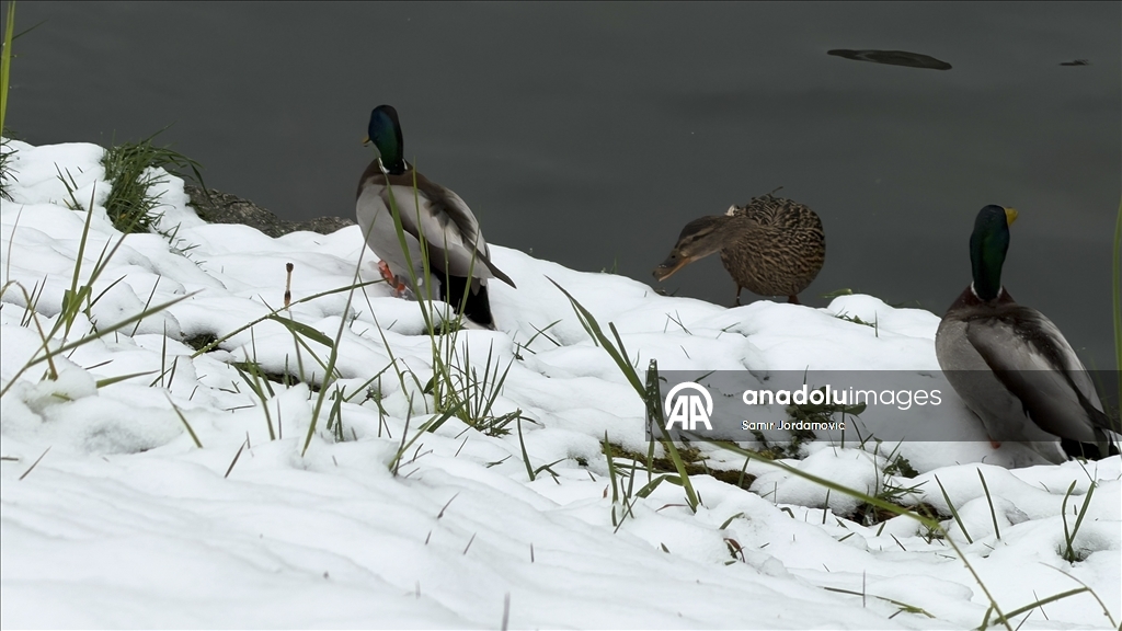 Snijeg prekrio behar u Sarajevu
