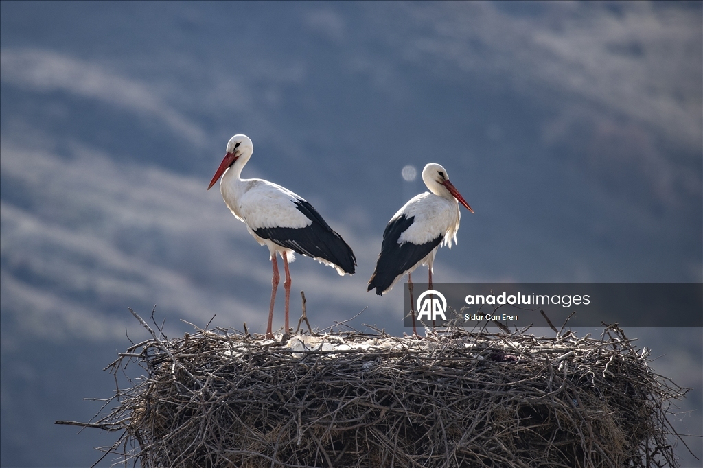 Baharın müjdecisi leylekler Tunceli'deki köylerde bulunan yuvalarına dönmeye başladı
