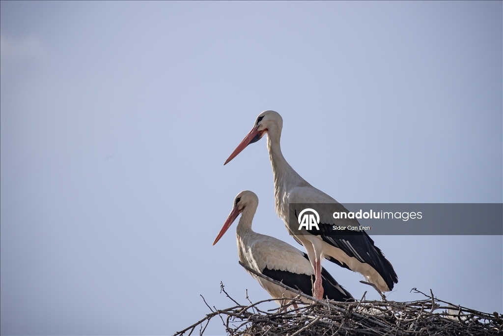 Baharın müjdecisi leylekler Tunceli'deki köylerde bulunan yuvalarına dönmeye başladı