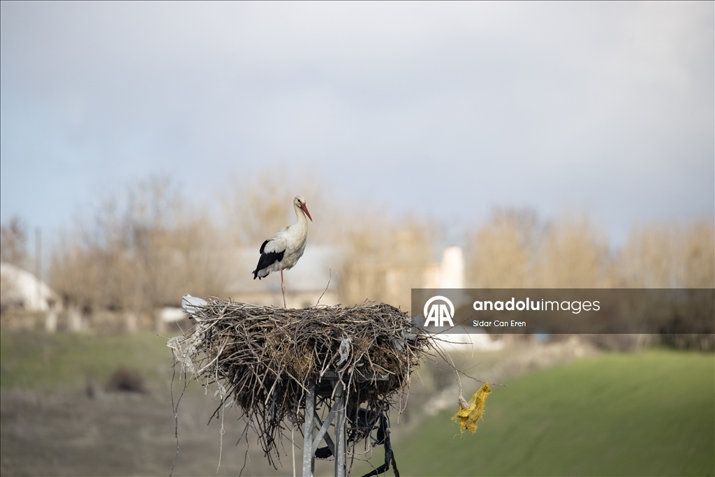 Baharın müjdecisi leylekler Tunceli'deki köylerde bulunan yuvalarına dönmeye başladı
