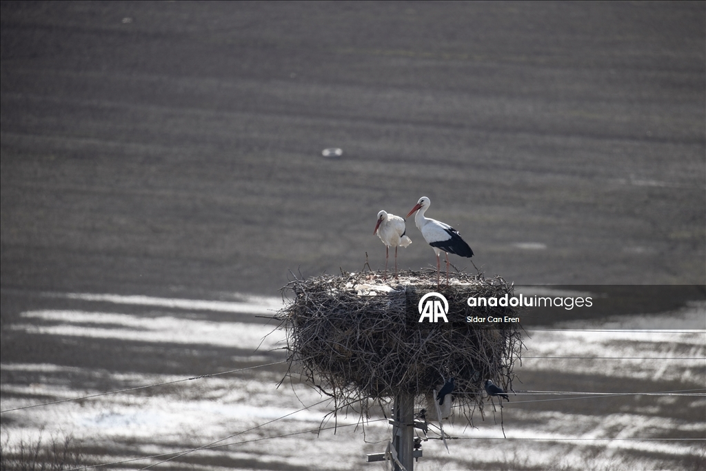 Baharın müjdecisi leylekler Tunceli'deki köylerde bulunan yuvalarına dönmeye başladı