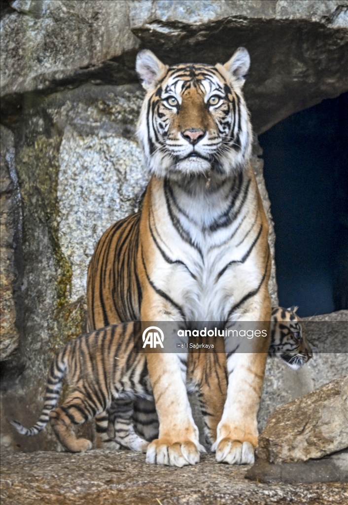 В Берлине впервые показан детеныш суматранского тигра Лилли