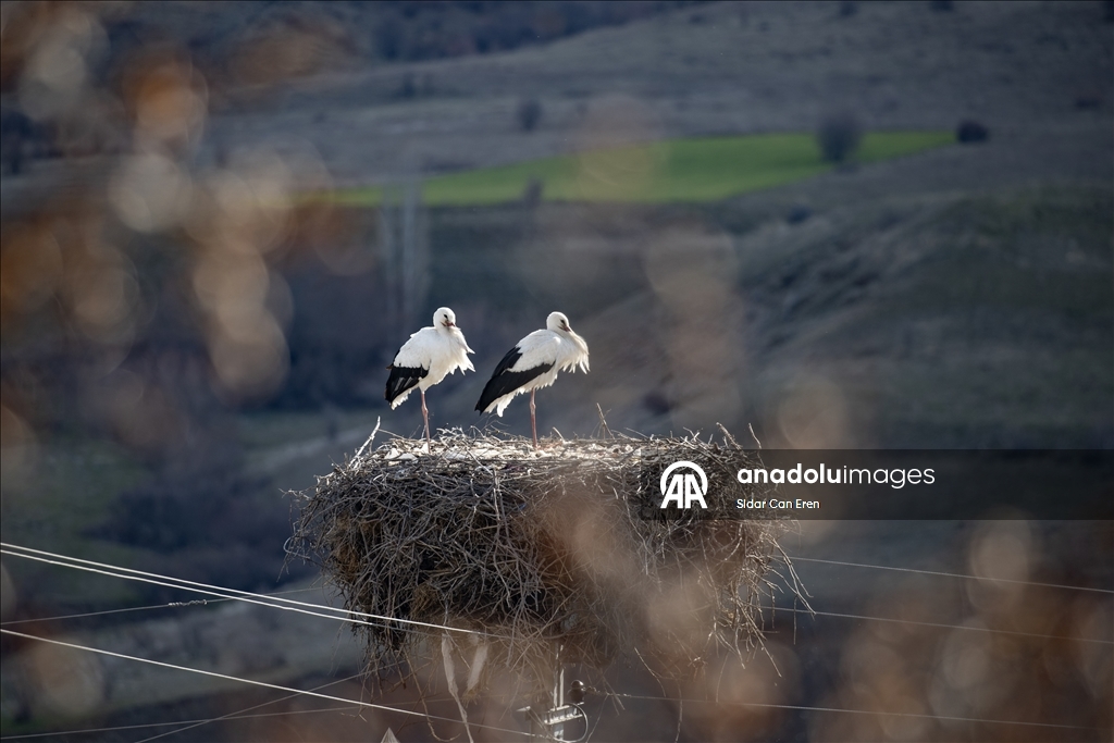 Baharın müjdecisi leylekler Tunceli'deki köylerde bulunan yuvalarına dönmeye başladı