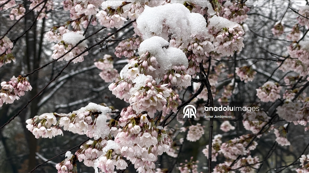 Snijeg prekrio behar u Sarajevu