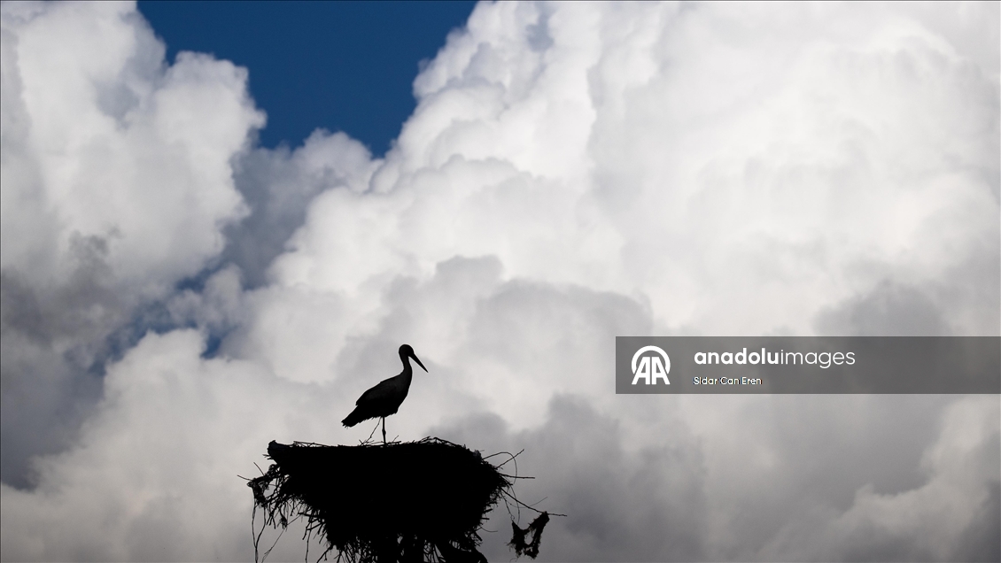 Baharın müjdecisi leylekler Tunceli'deki köylerde bulunan yuvalarına dönmeye başladı