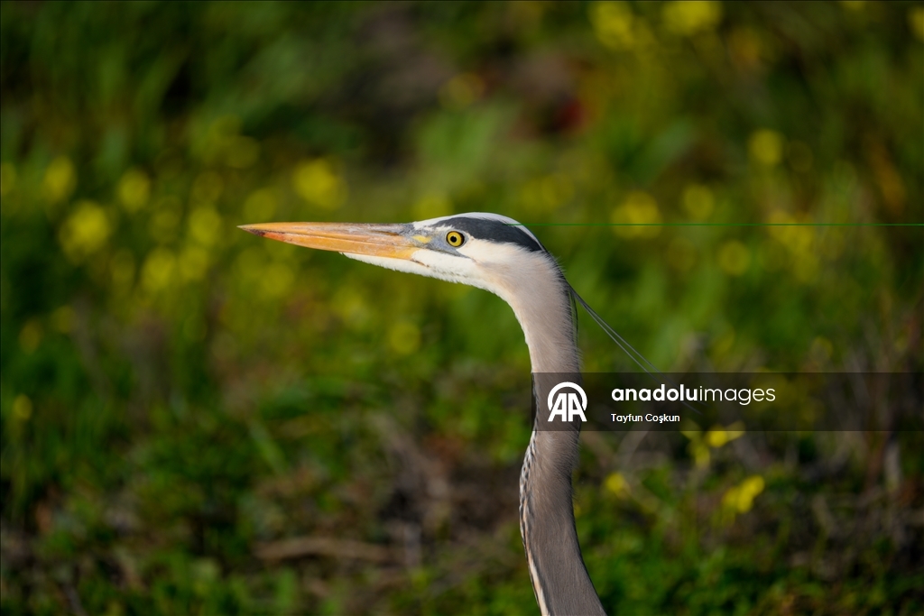Гольф-кар замечен на закате у побережья в Халф-Мун-Бей