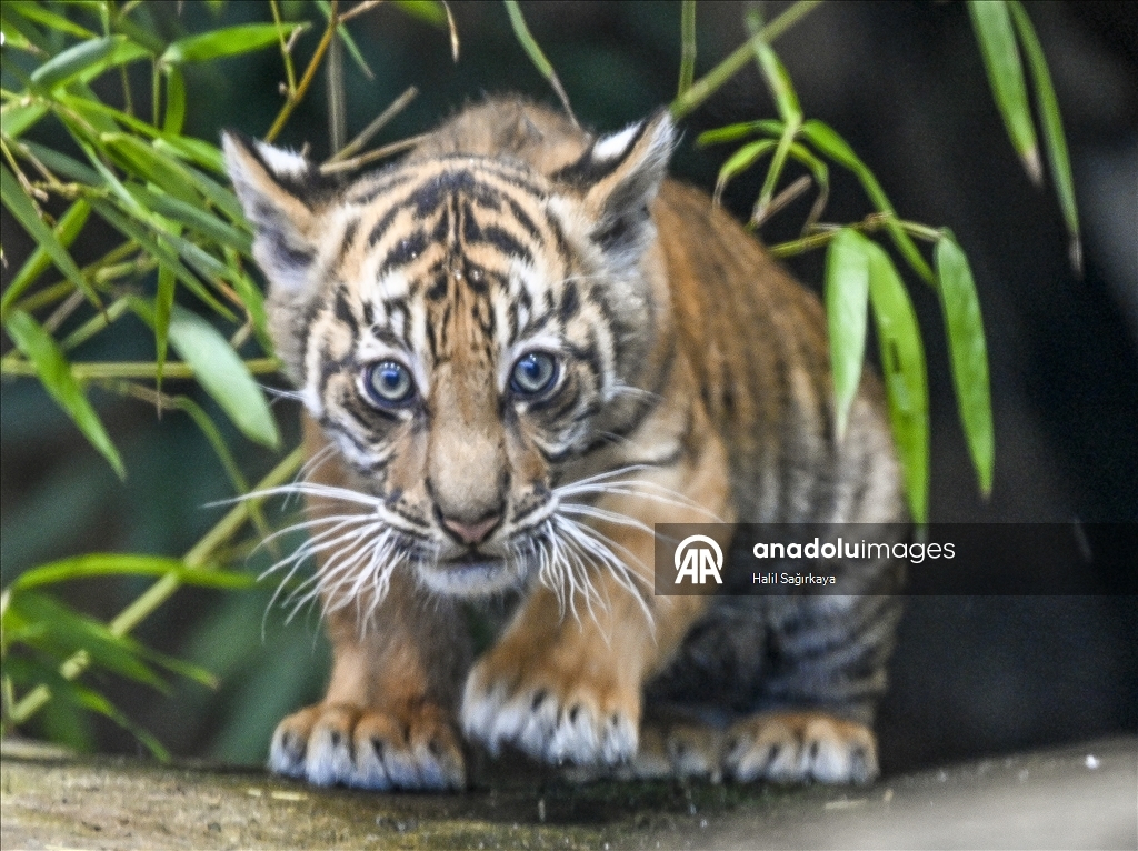 В Берлине впервые показан детеныш суматранского тигра Лилли