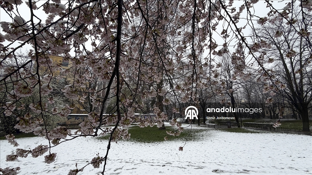 Snijeg prekrio behar u Sarajevu