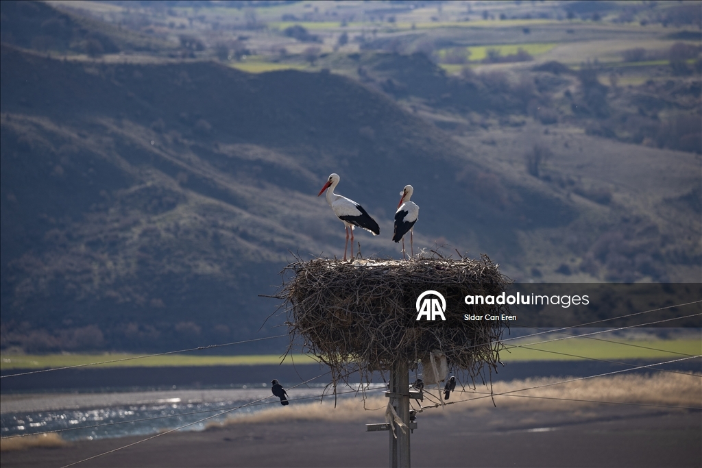 Baharın müjdecisi leylekler Tunceli'deki köylerde bulunan yuvalarına dönmeye başladı