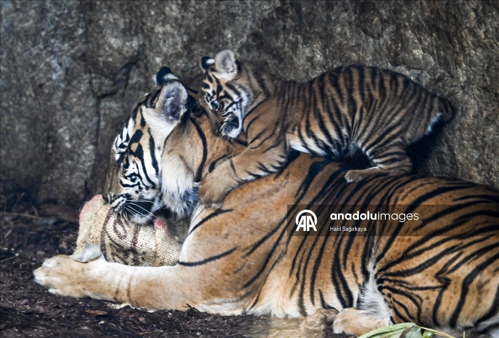 В Берлине впервые показан детеныш суматранского тигра Лилли