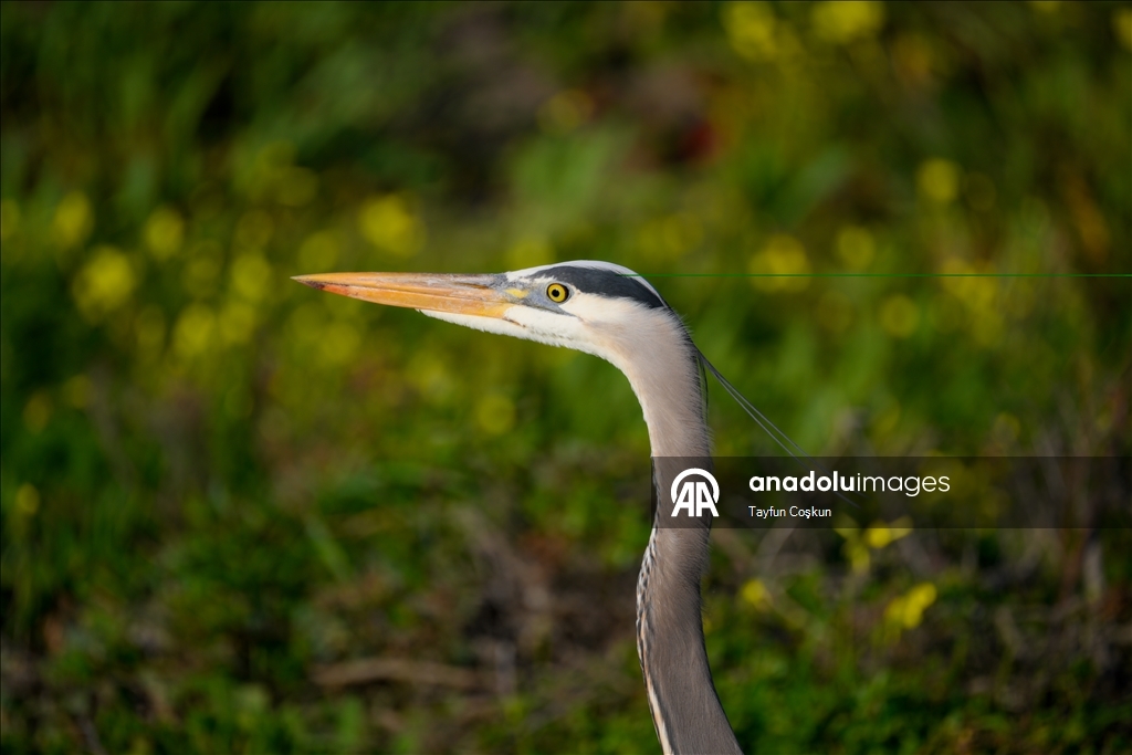 ABD’nin California eyaletine bağlı Half Moon Bay